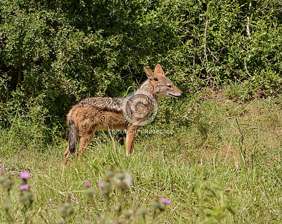 Black-backed Jackal