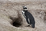 Magellanic Penguin - Falkland Islands