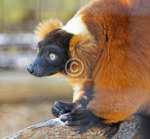 Lemur