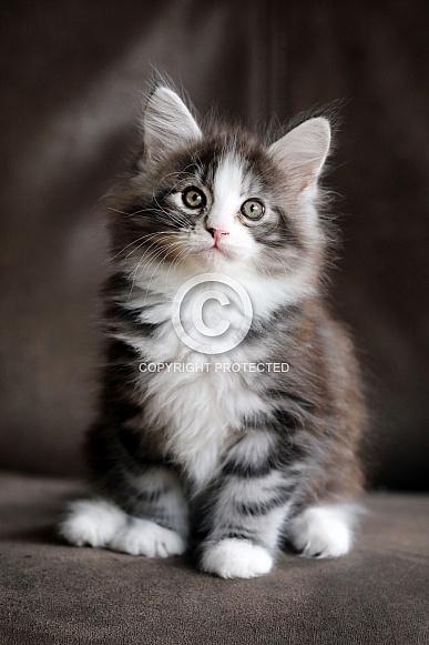 Maine Coon