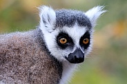 Ring-tailed lemur (lemur catta)