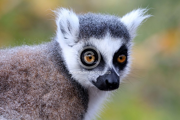 Ring-tailed lemur (lemur catta)