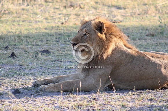 Male Lion