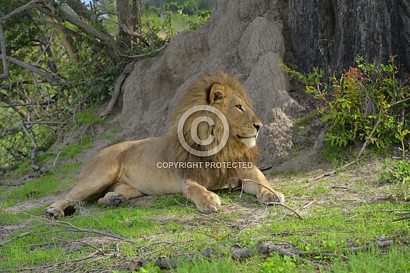 Lion Portrait Lion Portrait