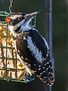 Male Hairy Woodpecker Closeup in Alaska