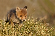 Red fox cubs in there natural habitat