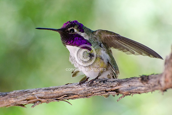 Costa's Hummingbird (Male)