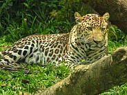 Javan Leopard