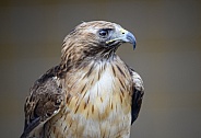 Close up of a red tailed hawk in profile