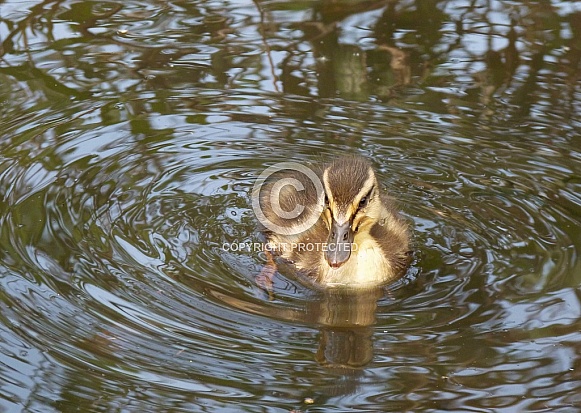 Mallard Duckling
