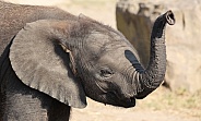 Young african elephant