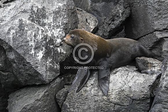 Galapagos Fur Seal