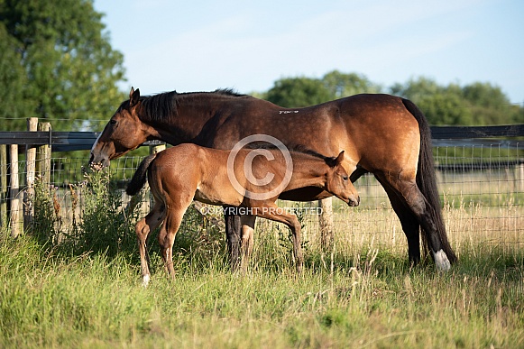 Bay Mare and filly Foal