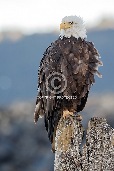 Bald Eagle Bald Eagle
