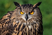 Eurasian Eagle Owl