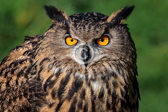 Eurasian Eagle Owl