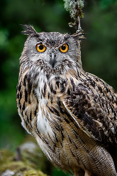 Eurasian Eagle Owl--Deep Woods Owl