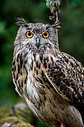 Eurasian Eagle Owl--Deep Woods Owl