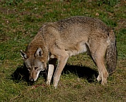 Red wolf