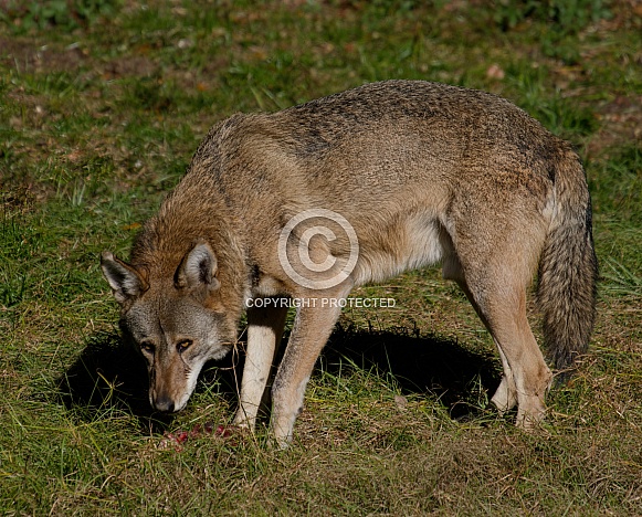 Red wolf