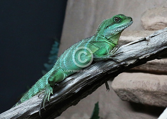 Chinese Water Dragon