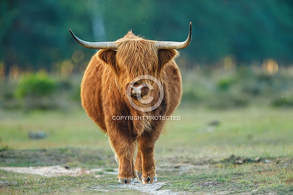Highland Cattle