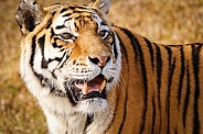 Bengal Tiger