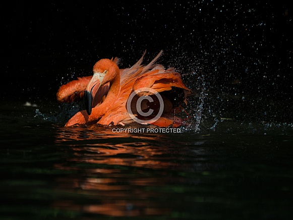 Great flamingo Great flamingo