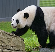 Giant Pandas