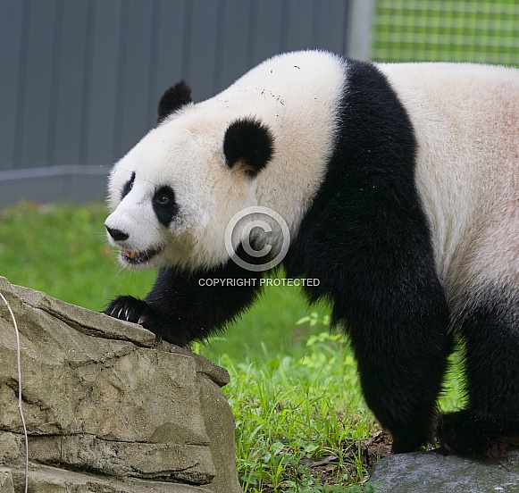 Giant Pandas
