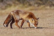 A fox looking for food