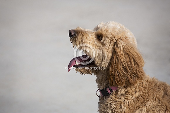 Goldendoodle Dog Goldendoodle Dog
