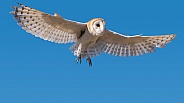 Barn Owl in Flight