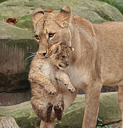 lioness carries cub