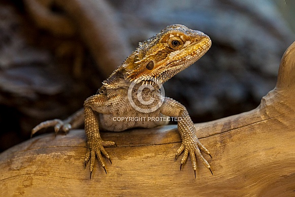 Bearded Dragon Bearded Dragon