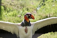 King Vulture