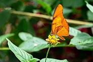 Dryas Iulia / Julia butterfly