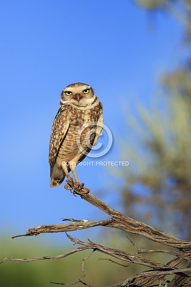Burrowing Owl Burrowing Owl