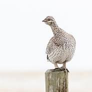 Grouse, female