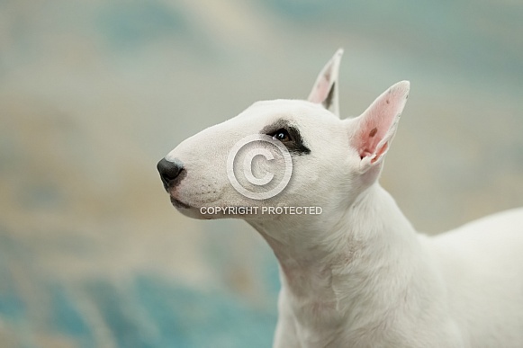 Head shot of a white miniature bull terrier