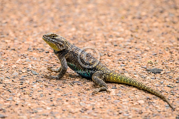 Desert Spiny Lizard Desert Spiny Lizard