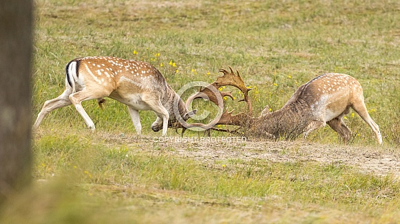 Fallow Deer Fallow Deer