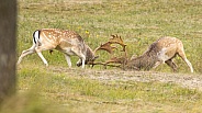 Fallow Deer