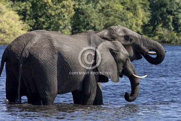 African Elephants - Chobe River - Botswana