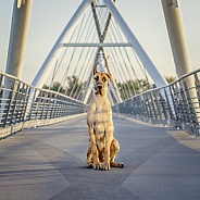 Great Dane portrait on a bridge at sunrise