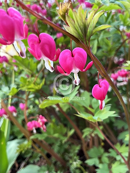 Bleeding Heart