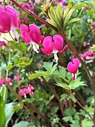 Bleeding Heart