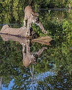 Canada Lynx with Reflection