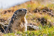Wild marmot at the den