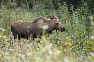 The moose or elk (Alces alces)